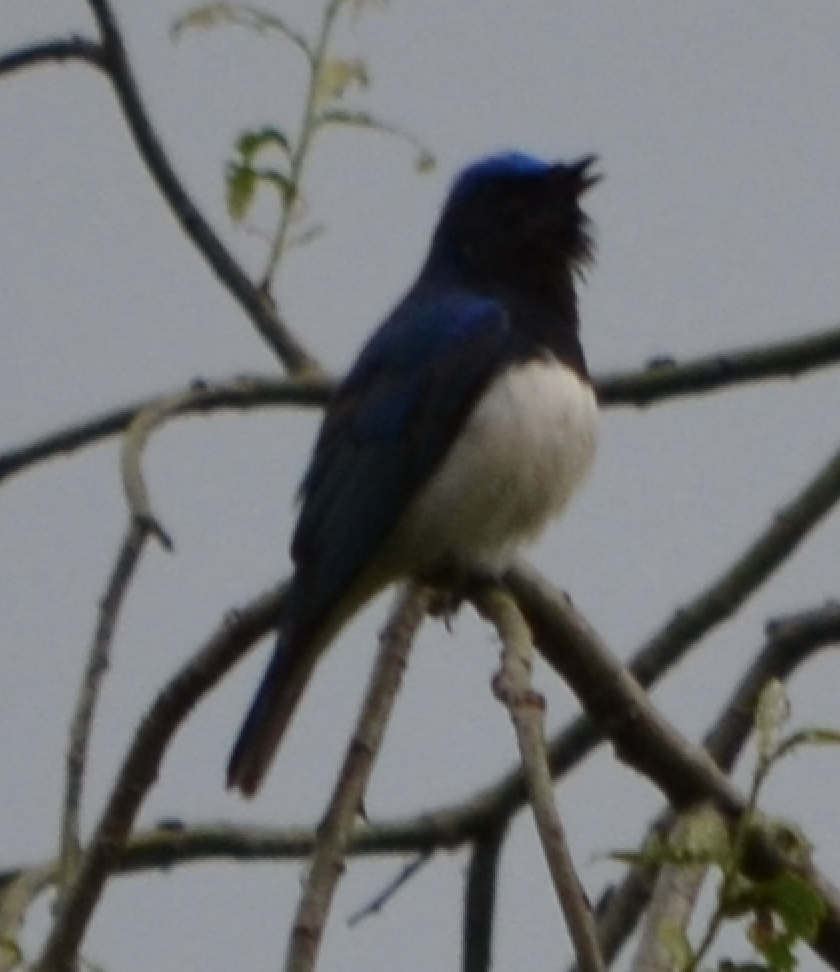 Blue-and-white Flycatcher - ML620510716