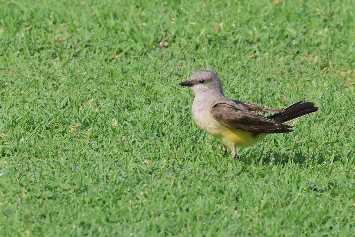 Western Kingbird - ML620510720