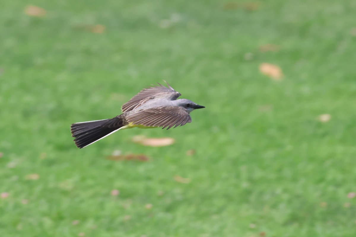 Western Kingbird - ML620510723