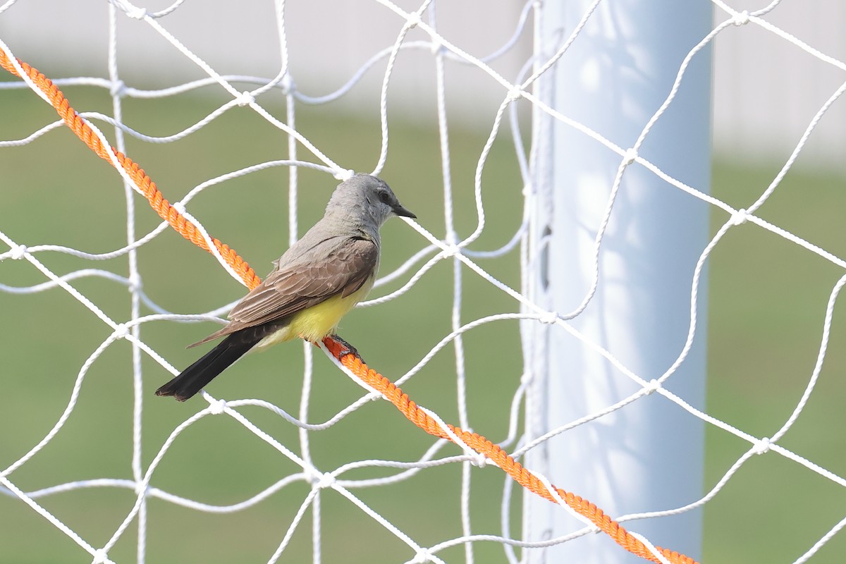 Western Kingbird - ML620510724