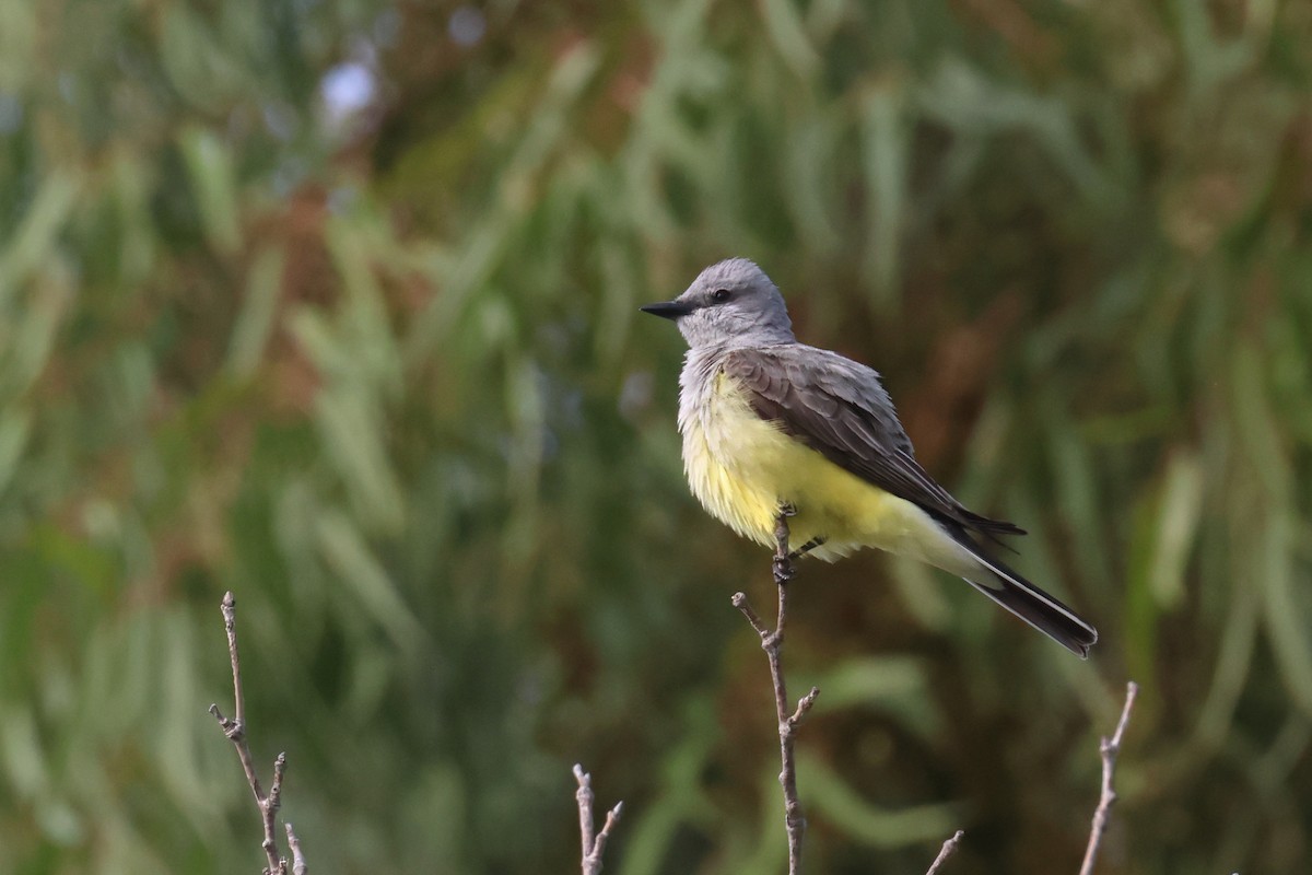 Western Kingbird - ML620510725