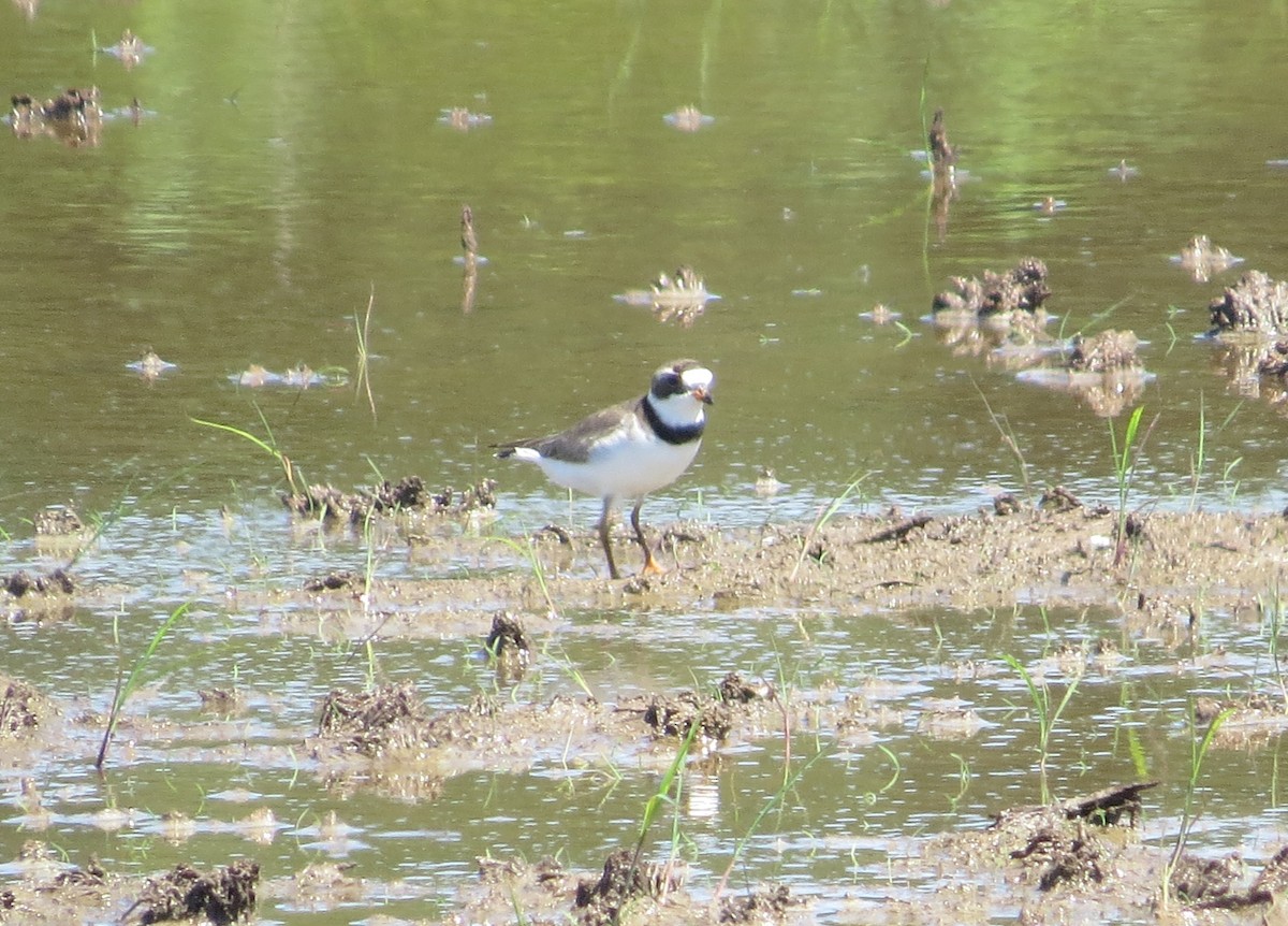 Semipalmated Plover - ML620510726