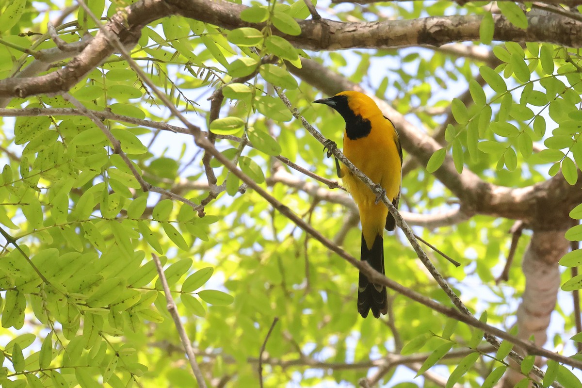 Hooded Oriole - ML620510727