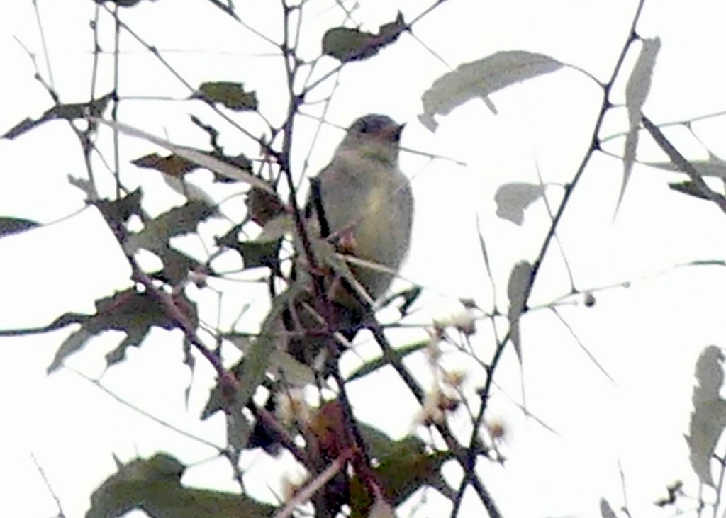 Eastern Wood-Pewee - ML620510731