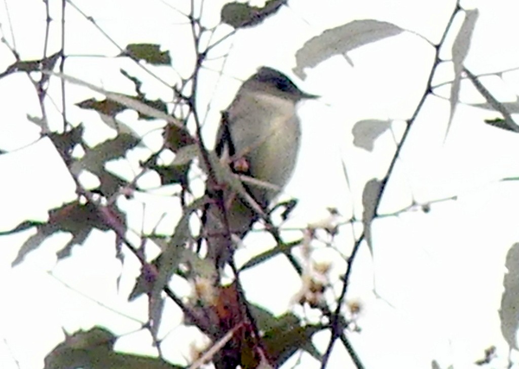 Eastern Wood-Pewee - Femi Faminu