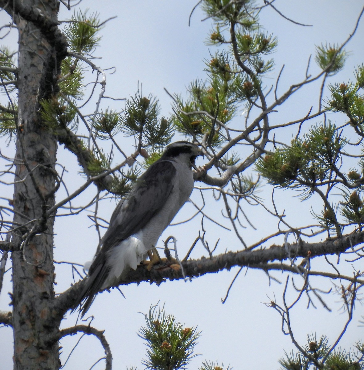 American Goshawk - ML620510738