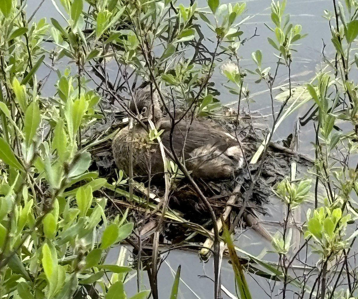 potápka americká - ML620510742