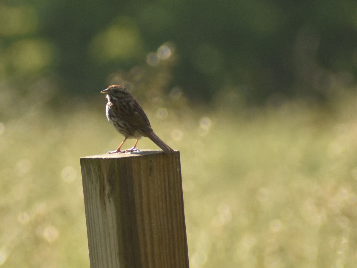 Song Sparrow - ML620510744