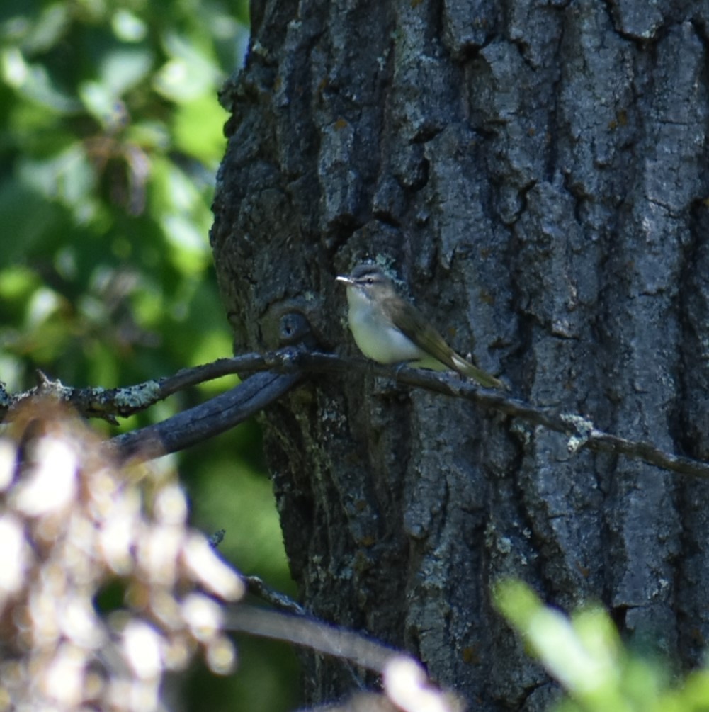 Warbling Vireo - ML620510752