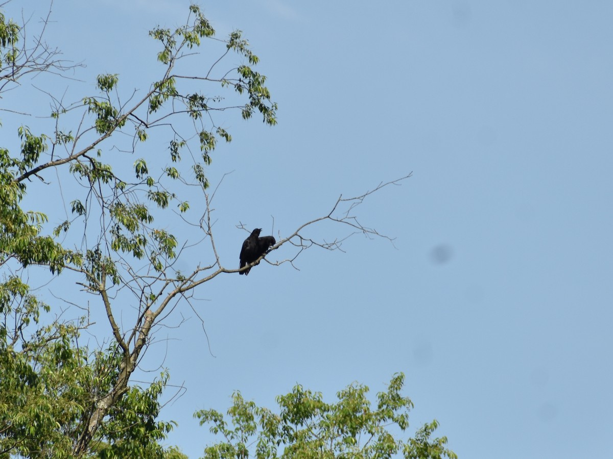 American Crow - ML620510754