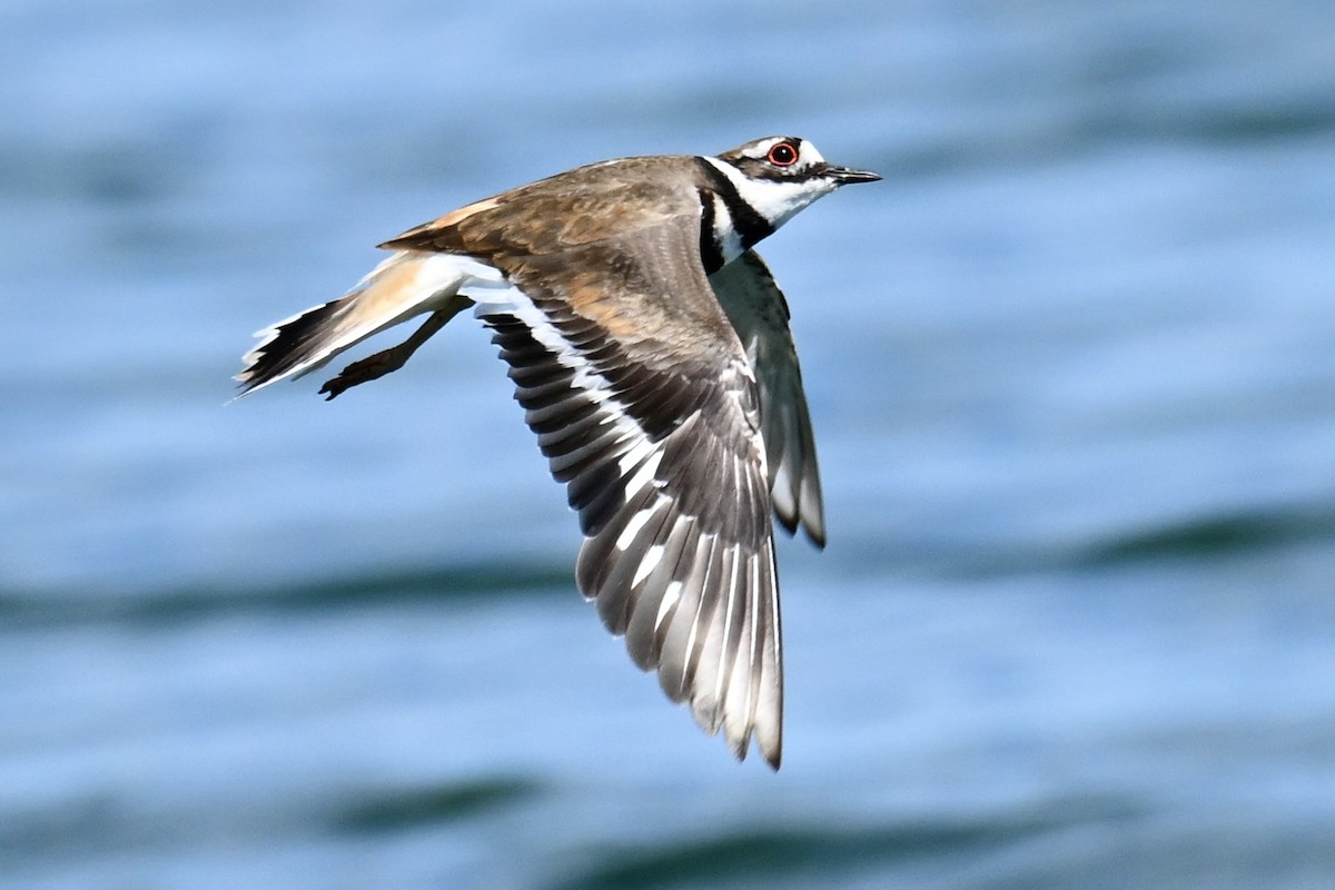 Killdeer - ML620510761