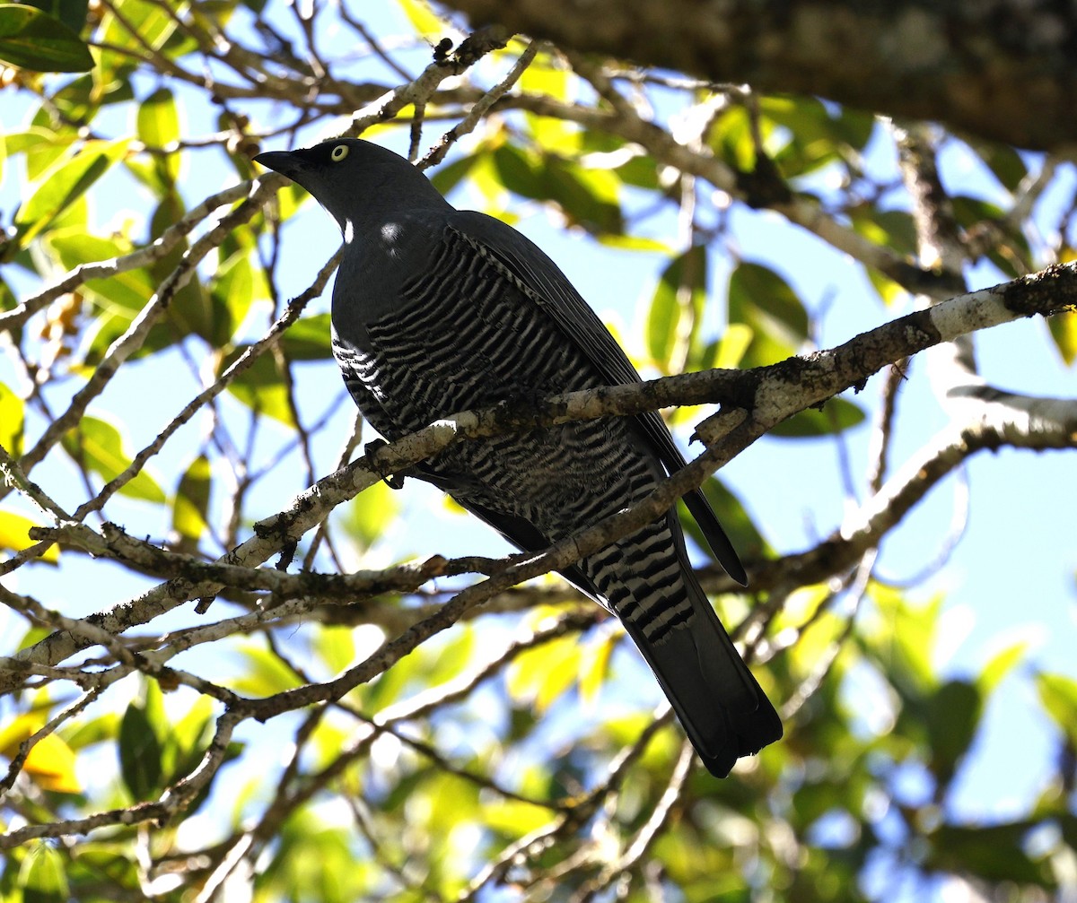 Barred Cuckooshrike - ML620510769