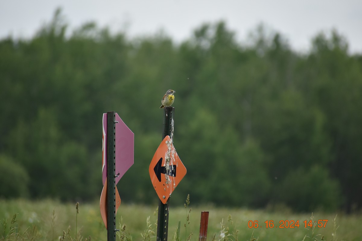 Dickcissel - ML620510773