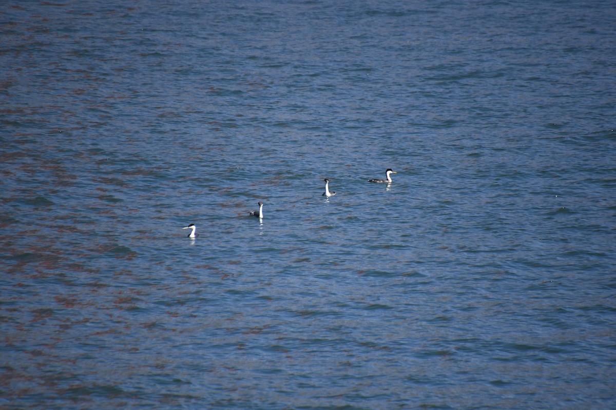 Western Grebe - ML620510776