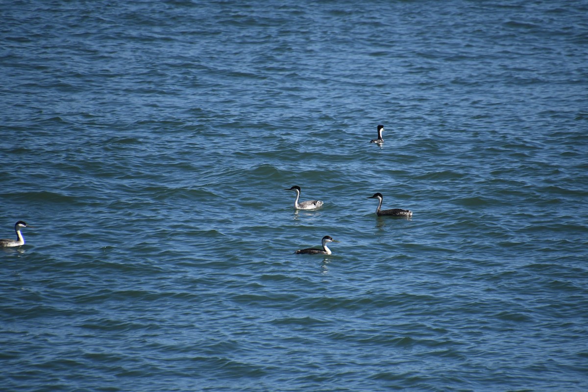 Western Grebe - ML620510777