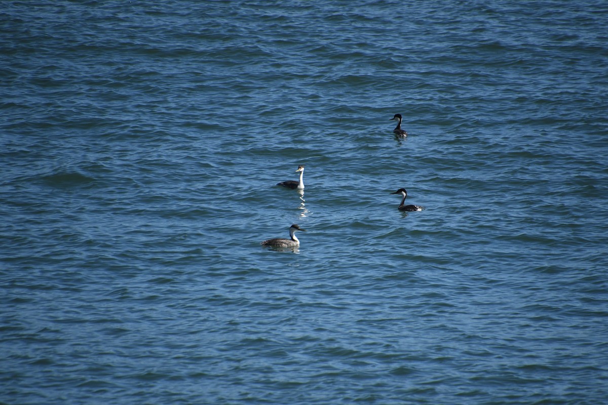 Western Grebe - ML620510783