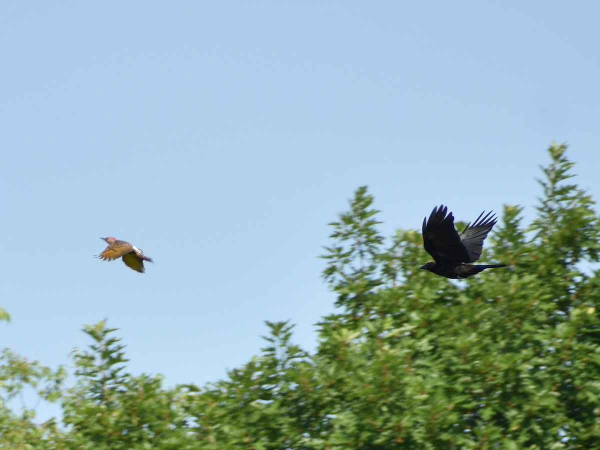 Northern Flicker - ML620510784