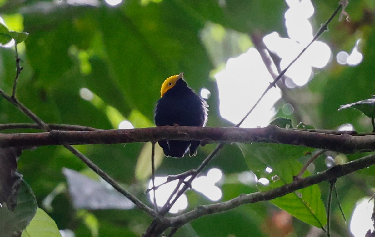 Manakin à tête d'or - ML620510791