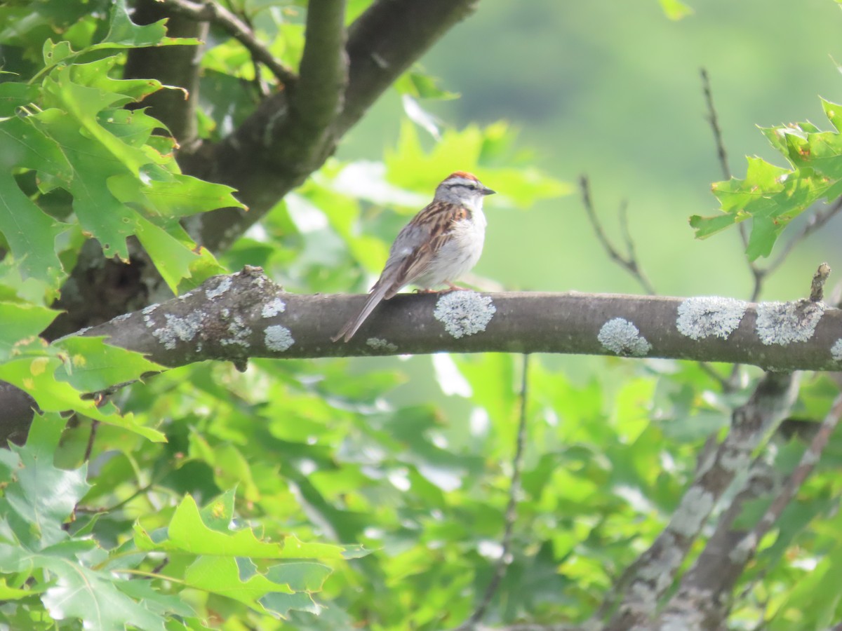 Chipping Sparrow - ML620510793