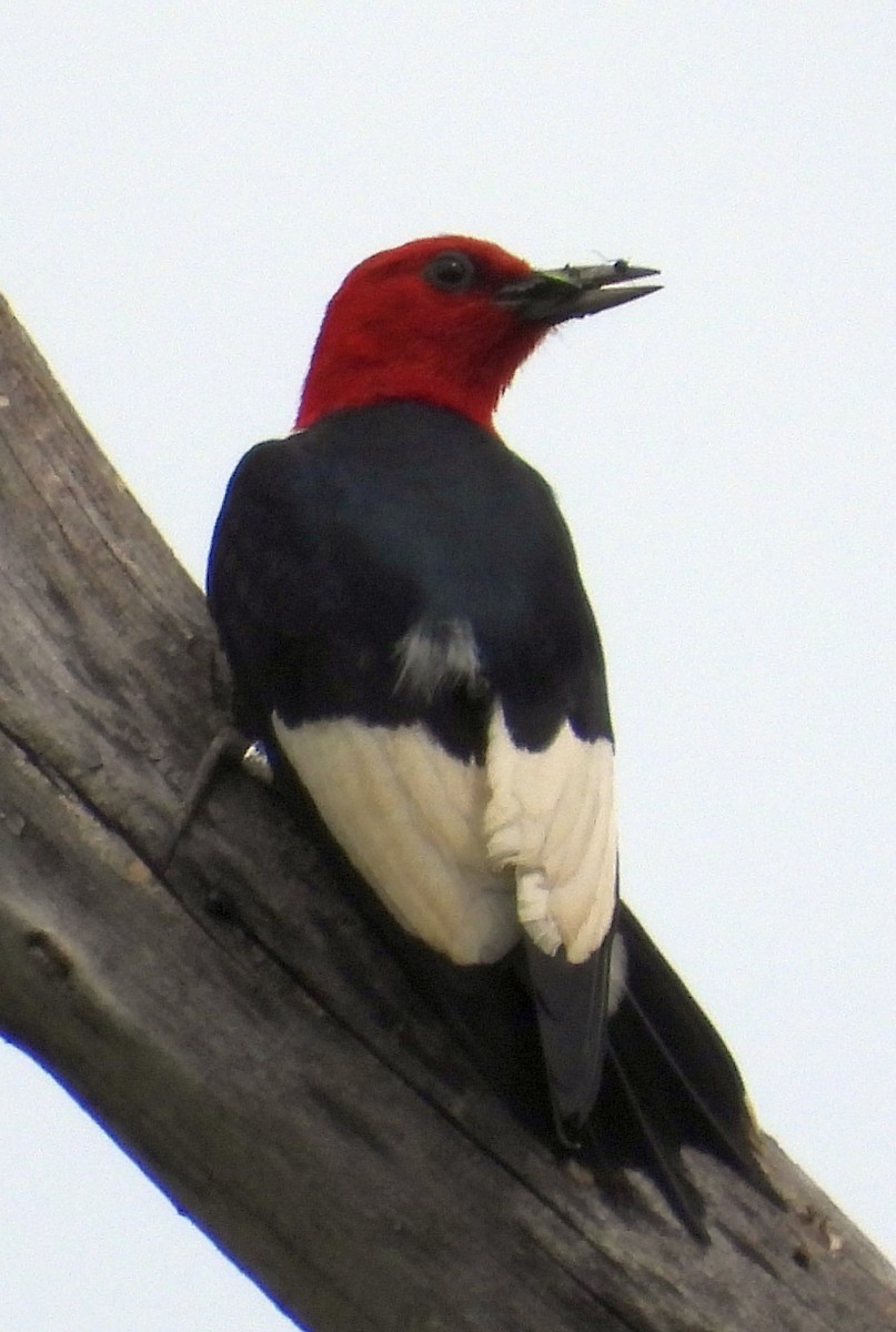 Red-headed Woodpecker - ML620510796