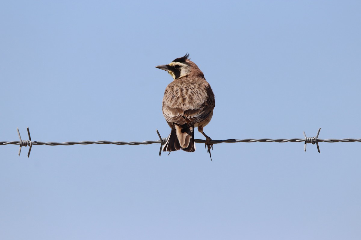 Horned Lark - ML620510805