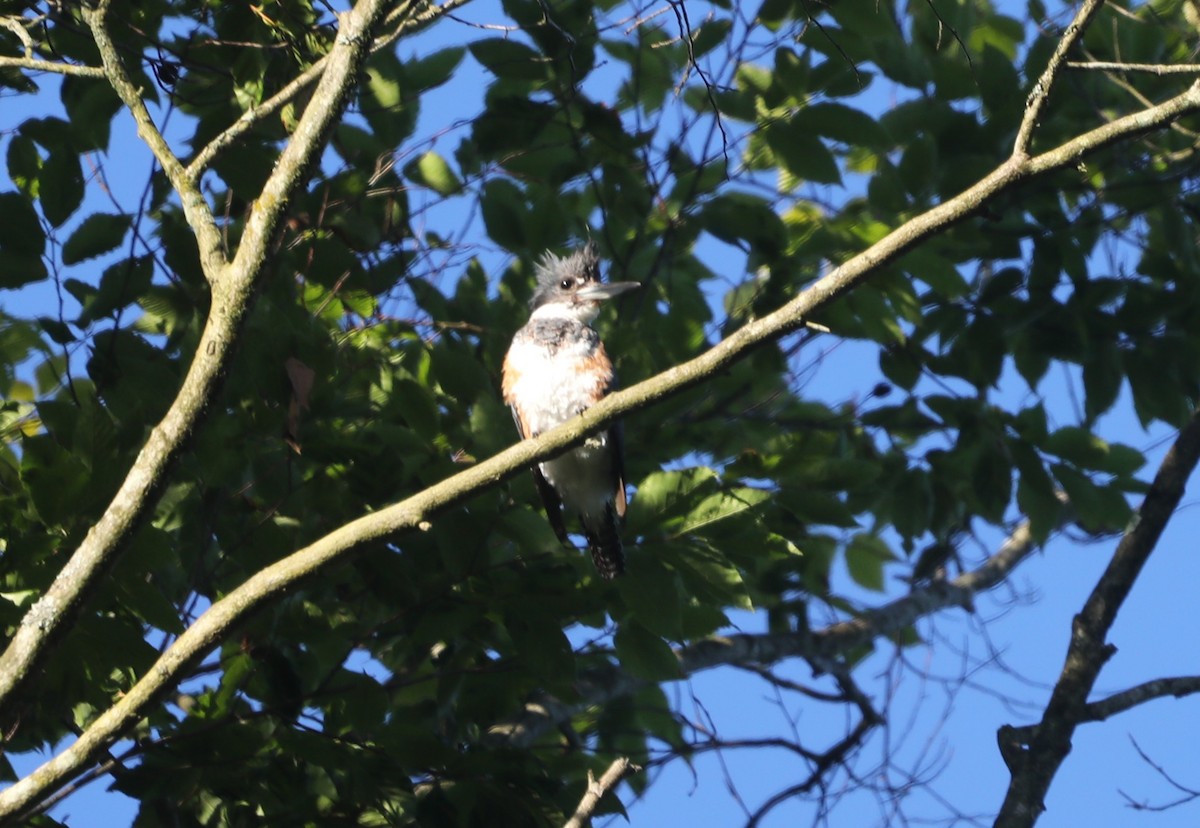 Belted Kingfisher - ML620510806