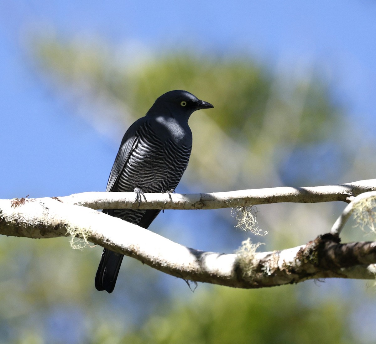 Barred Cuckooshrike - ML620510808