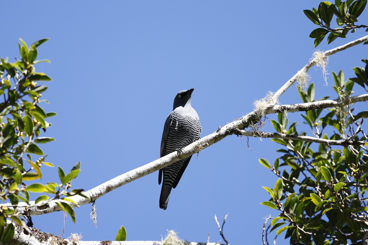 Barred Cuckooshrike - ML620510811