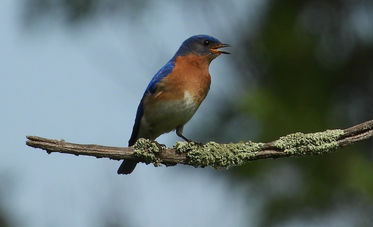 Eastern Bluebird - ML620510812