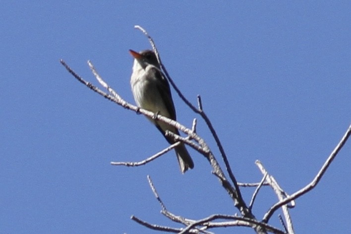 Greater Pewee - ML620510813