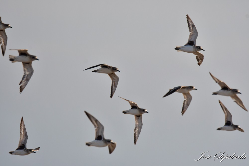 Black-bellied Plover - ML620510818