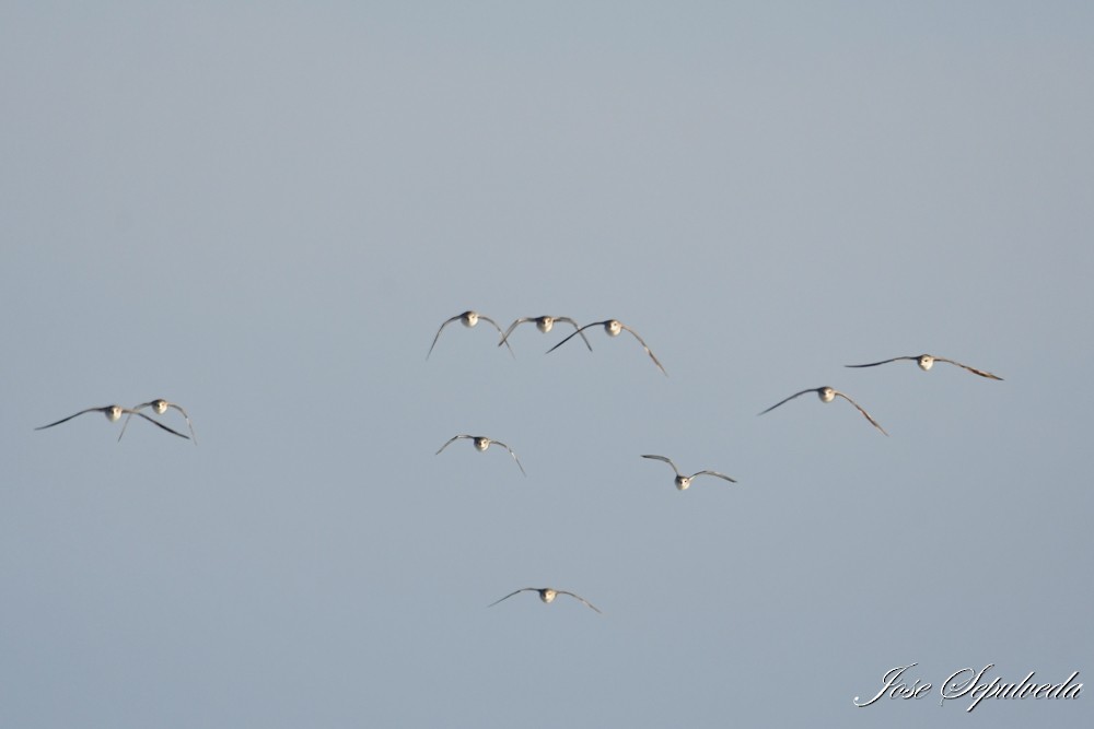 Black-bellied Plover - ML620510820