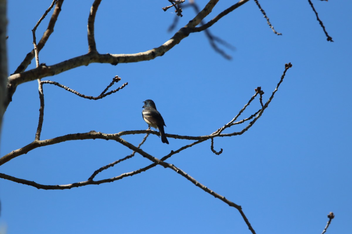 Lazuli Bunting - ML620510823