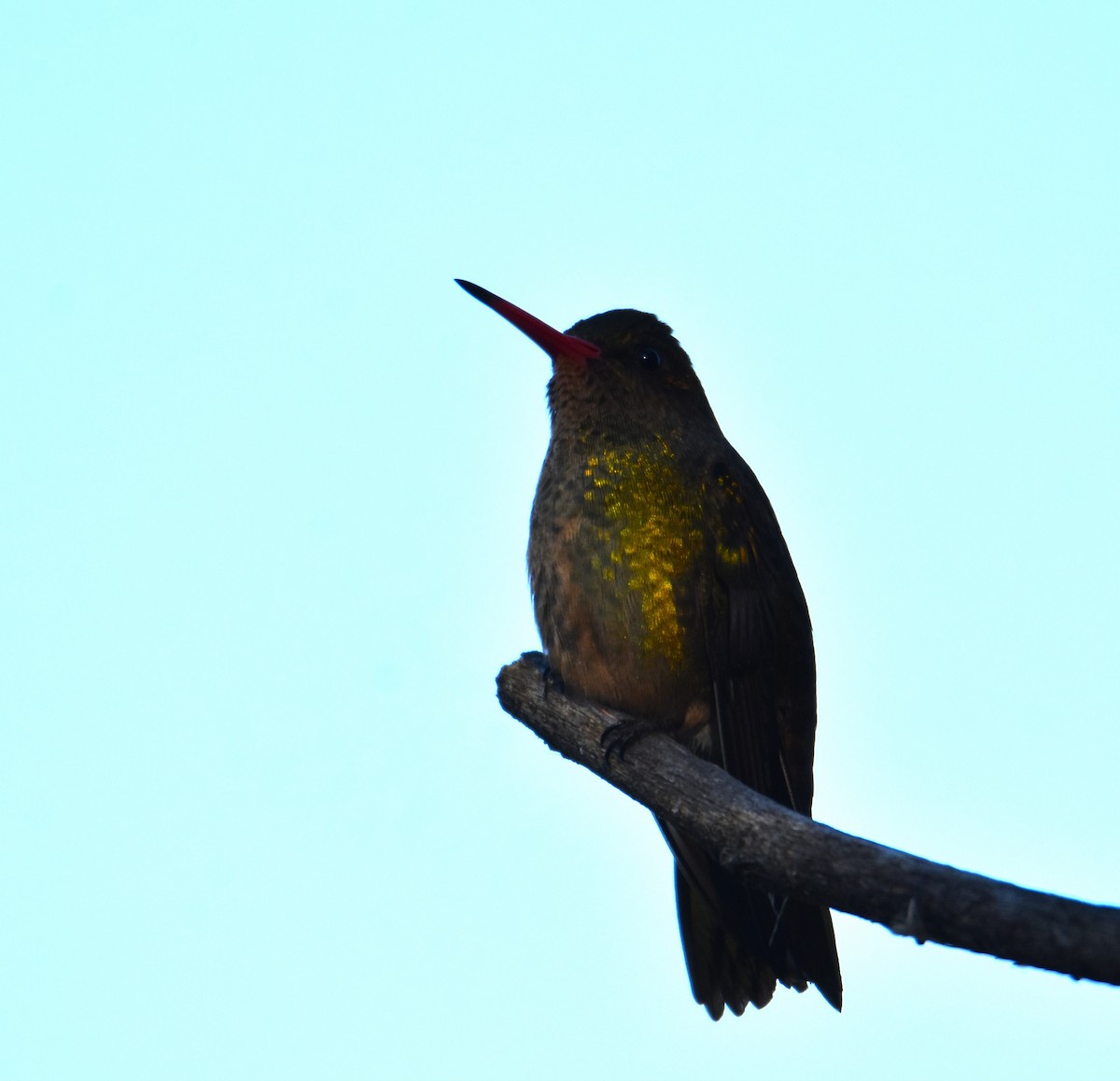 kolibřík zlacený - ML620510825