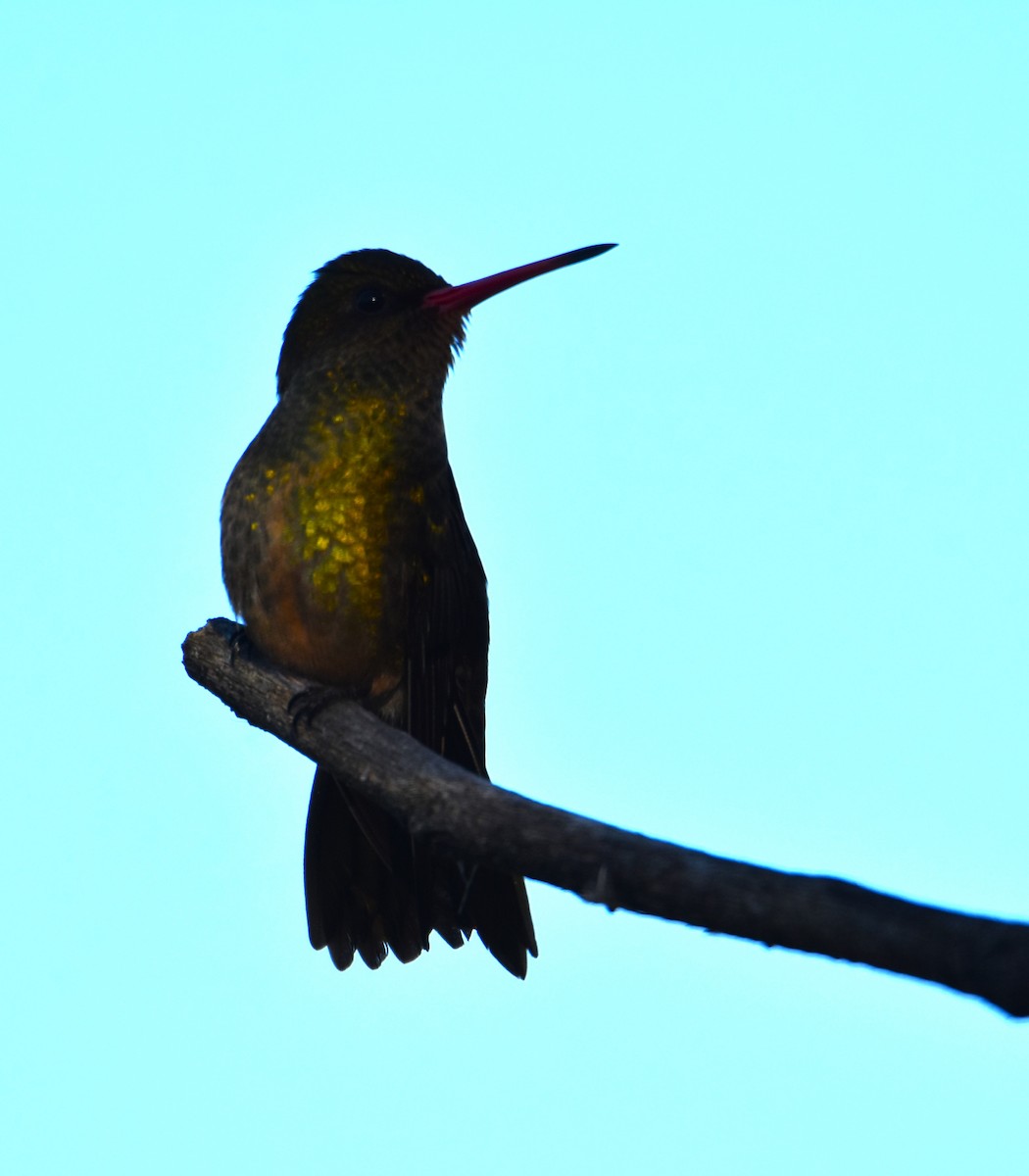 Gilded Hummingbird - ML620510826