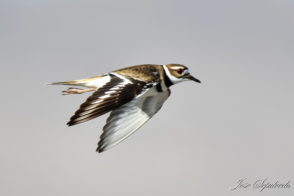 Killdeer - ML620510827