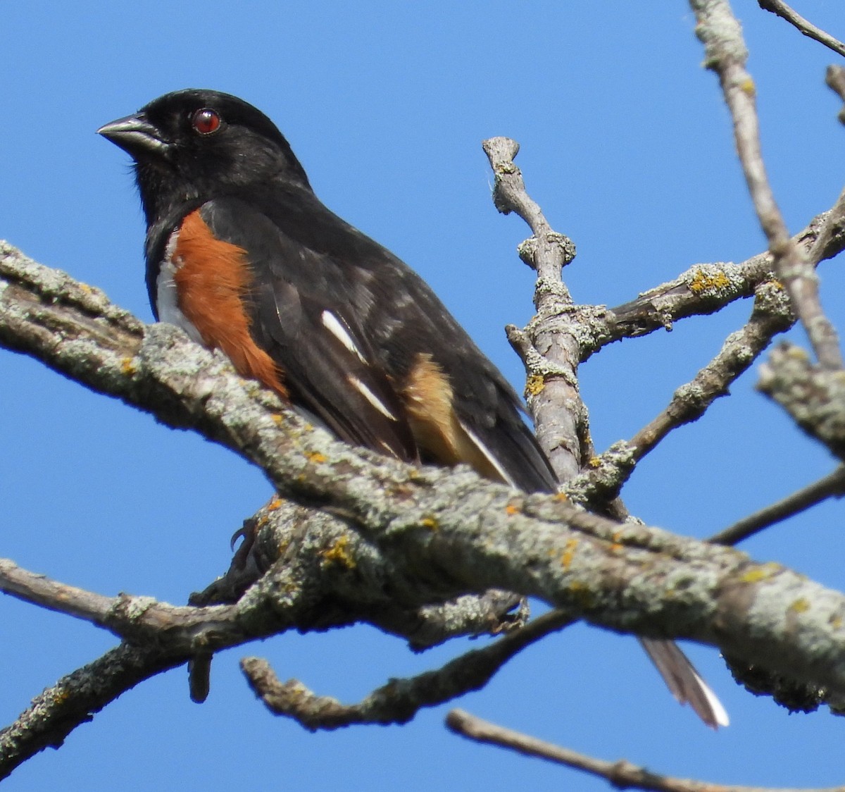 Eastern Towhee - ML620510829