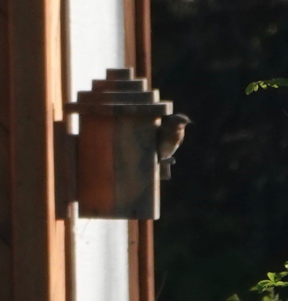 Eastern Bluebird - ML620510836