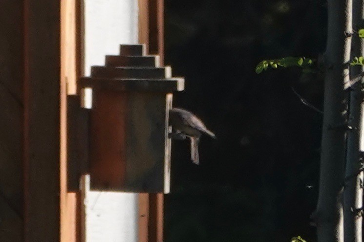 Eastern Bluebird - ML620510837