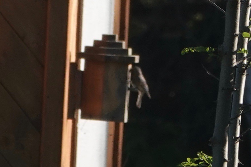 Eastern Bluebird - ML620510838