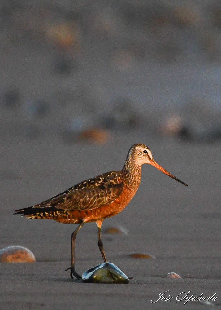 Hudsonian Godwit - ML620510841