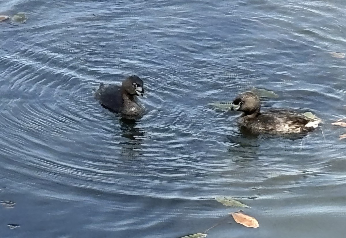 Pied-billed Grebe - ML620510843