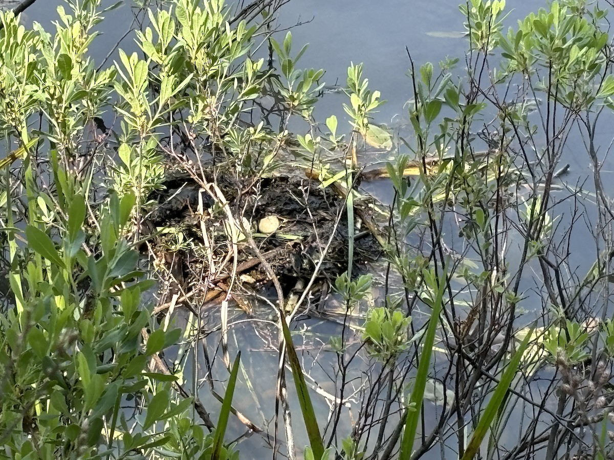 Pied-billed Grebe - Elizabeth Massarelli
