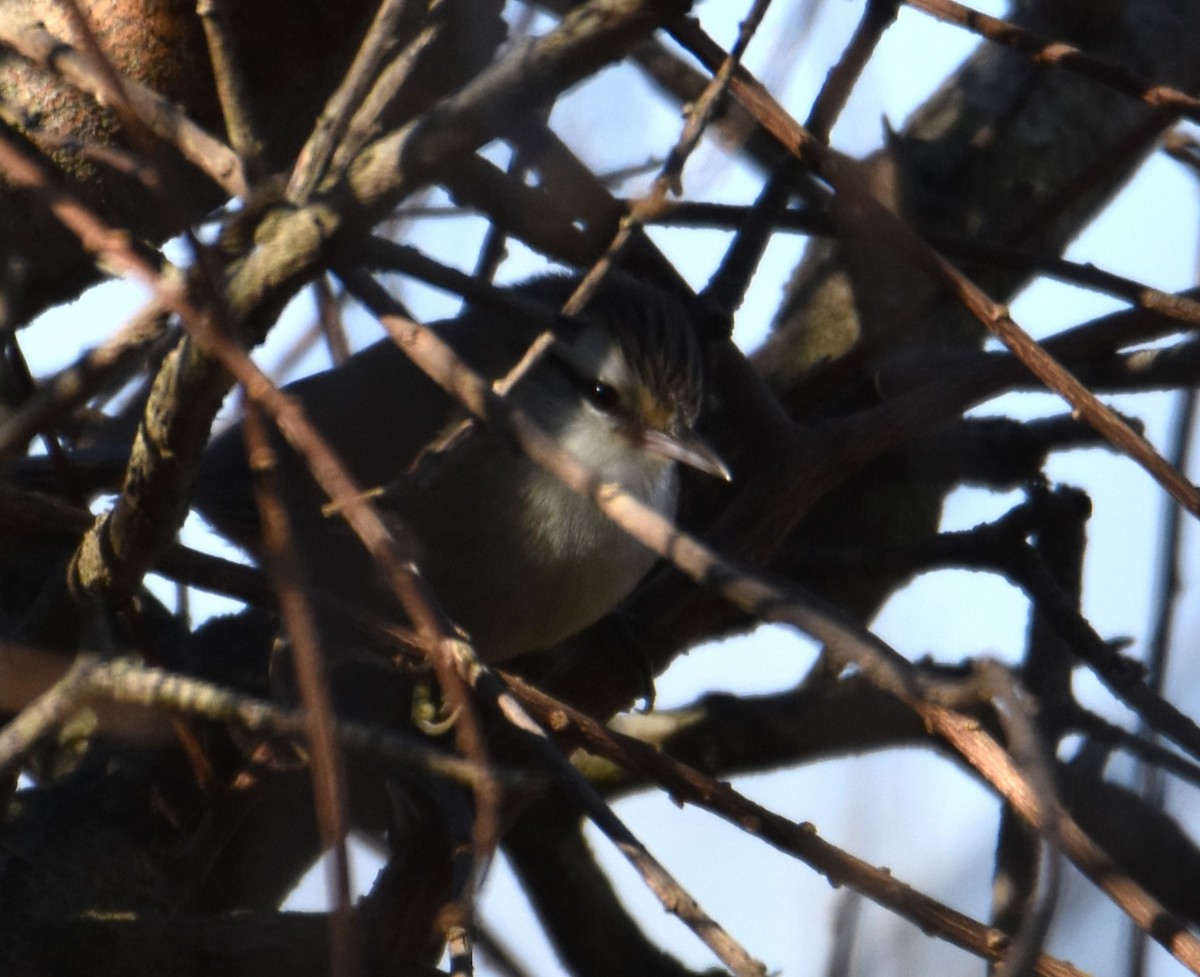 Stripe-crowned Spinetail - ML620510854