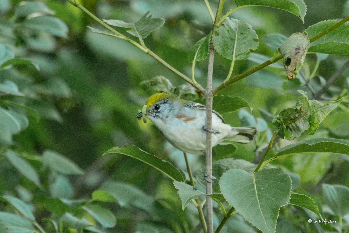 Chestnut-sided Warbler - ML620510857