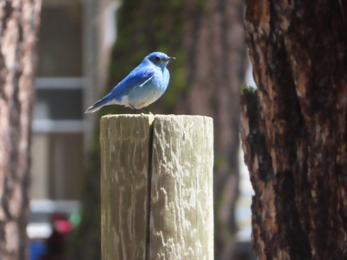 Mountain Bluebird - ML620510862