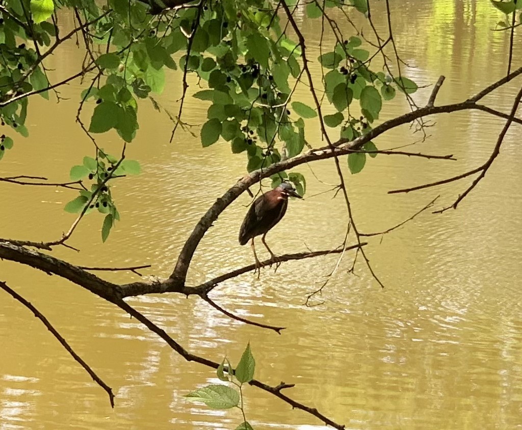 Green Heron - ML620510867