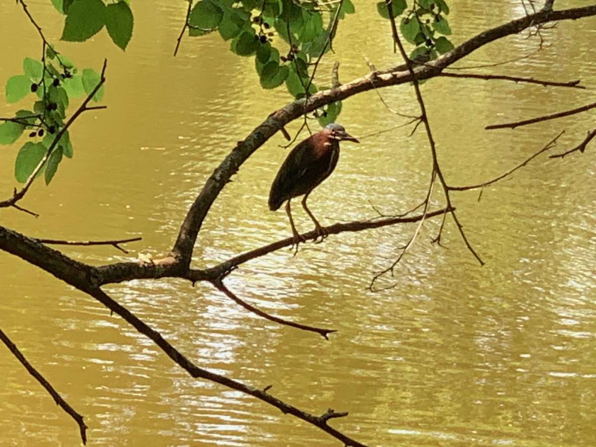 Green Heron - ML620510868