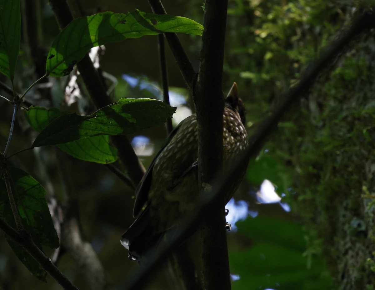 Spotted Catbird - ML620510870