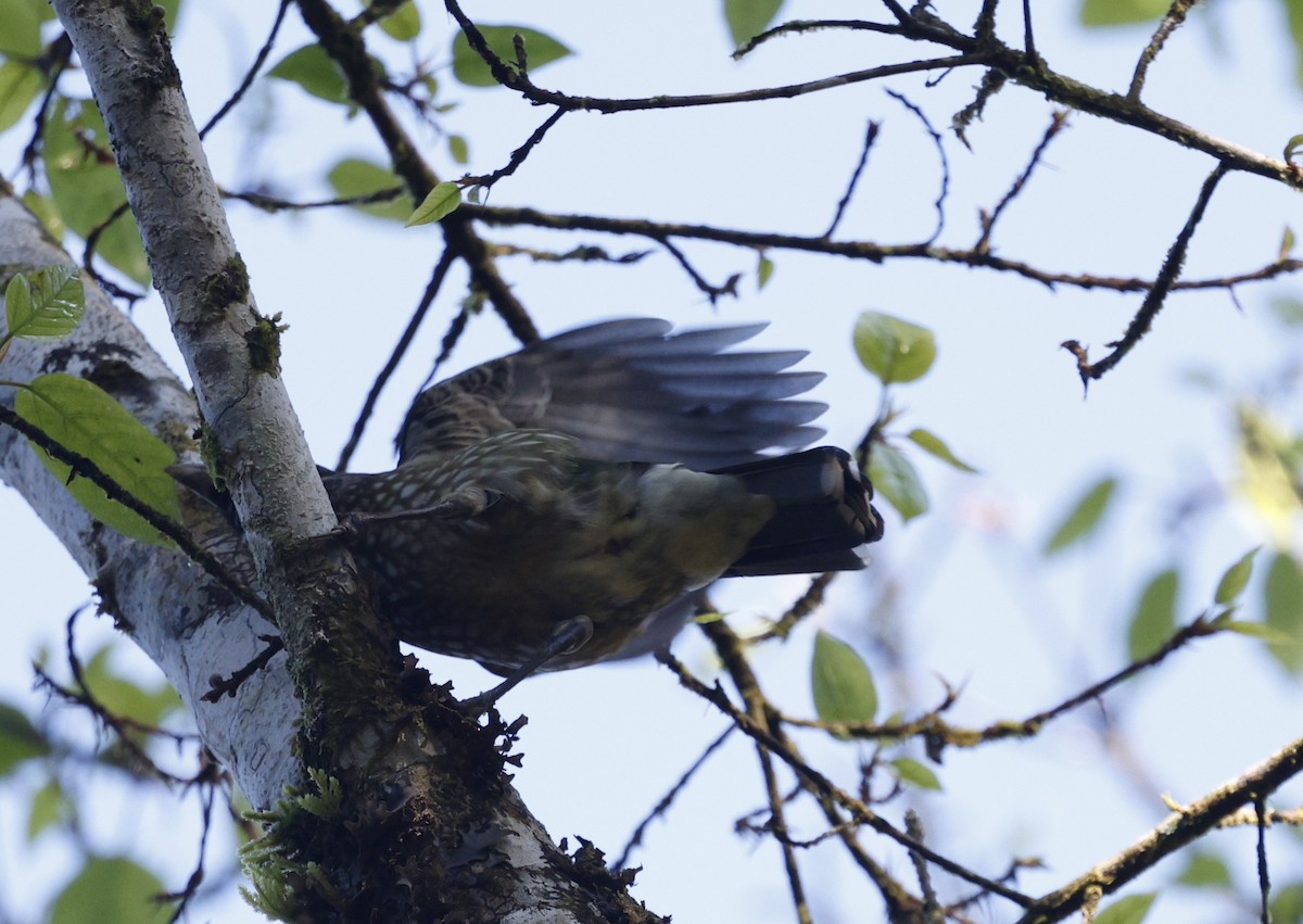 Spotted Catbird - ML620510876